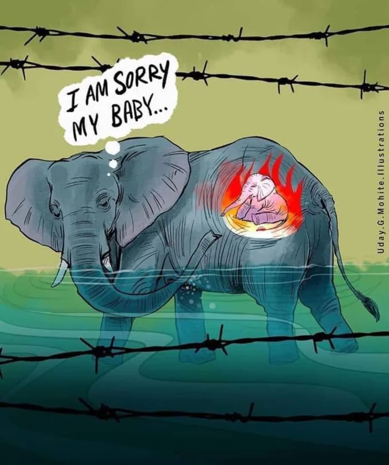 Lidé po celém světě uctívají památku uhynulé slonice. Zdroj: Facebook