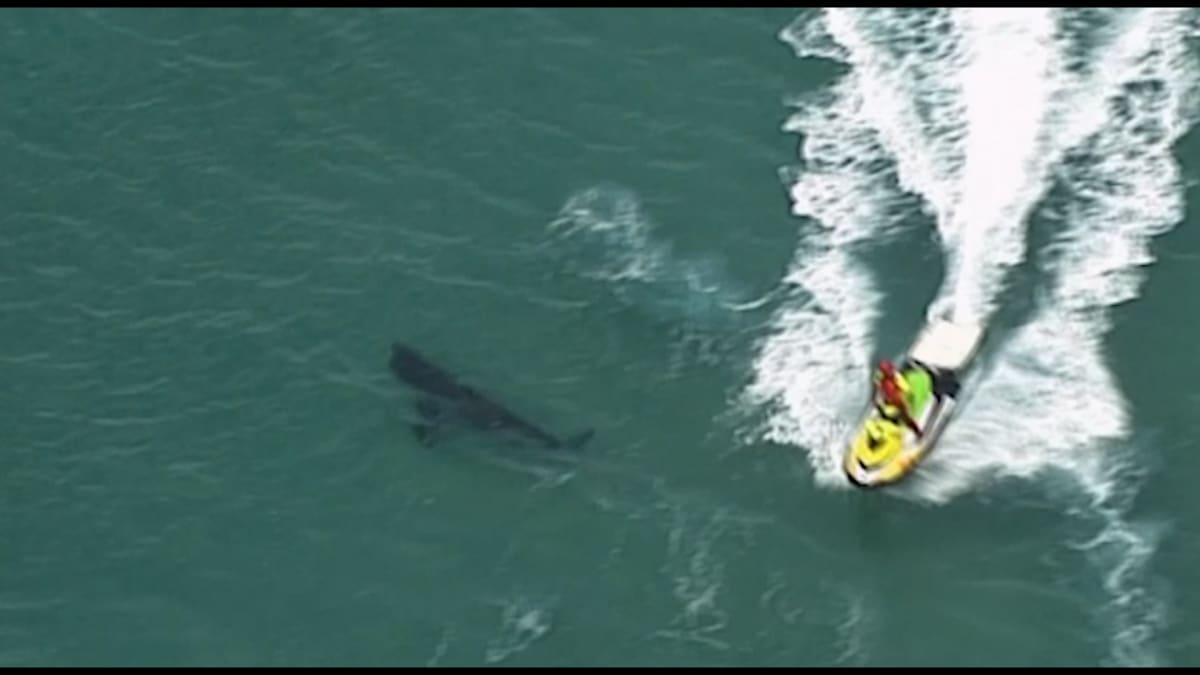 Australský surfař zahynul po útoku žraloka