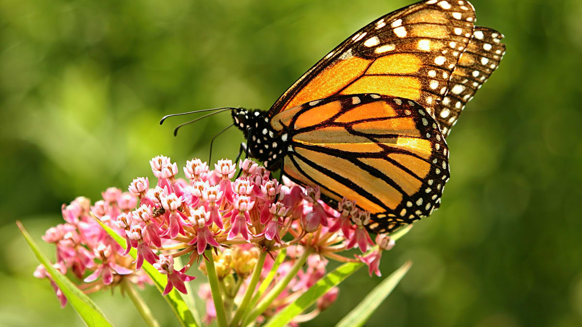 Monarchové patří mezi babočky. Každý rok podnikají dlouhou cestu na zimoviště