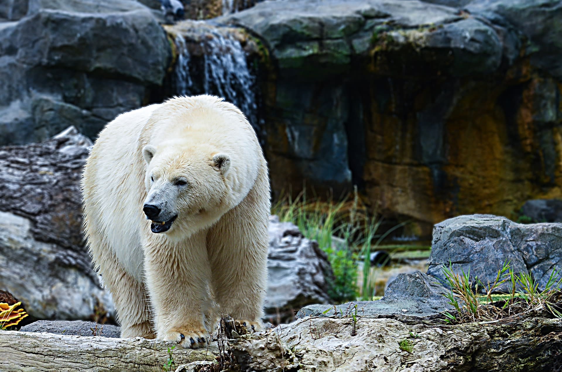 Na lední medvědy často narazíme v zoo, a to i v takových geografických podmínkách, které pro ně nejsou přirozené