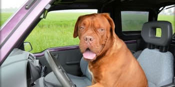 BLOG: Řidičák na psa? 