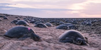 Migrující želvy netuší, kam plavou. Chybí jim navigační systém, zjistili vědci