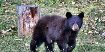Už žádný Vydrýsek ani medvíďata: Poslanec navrhl zákaz drezúry zvířat pro film