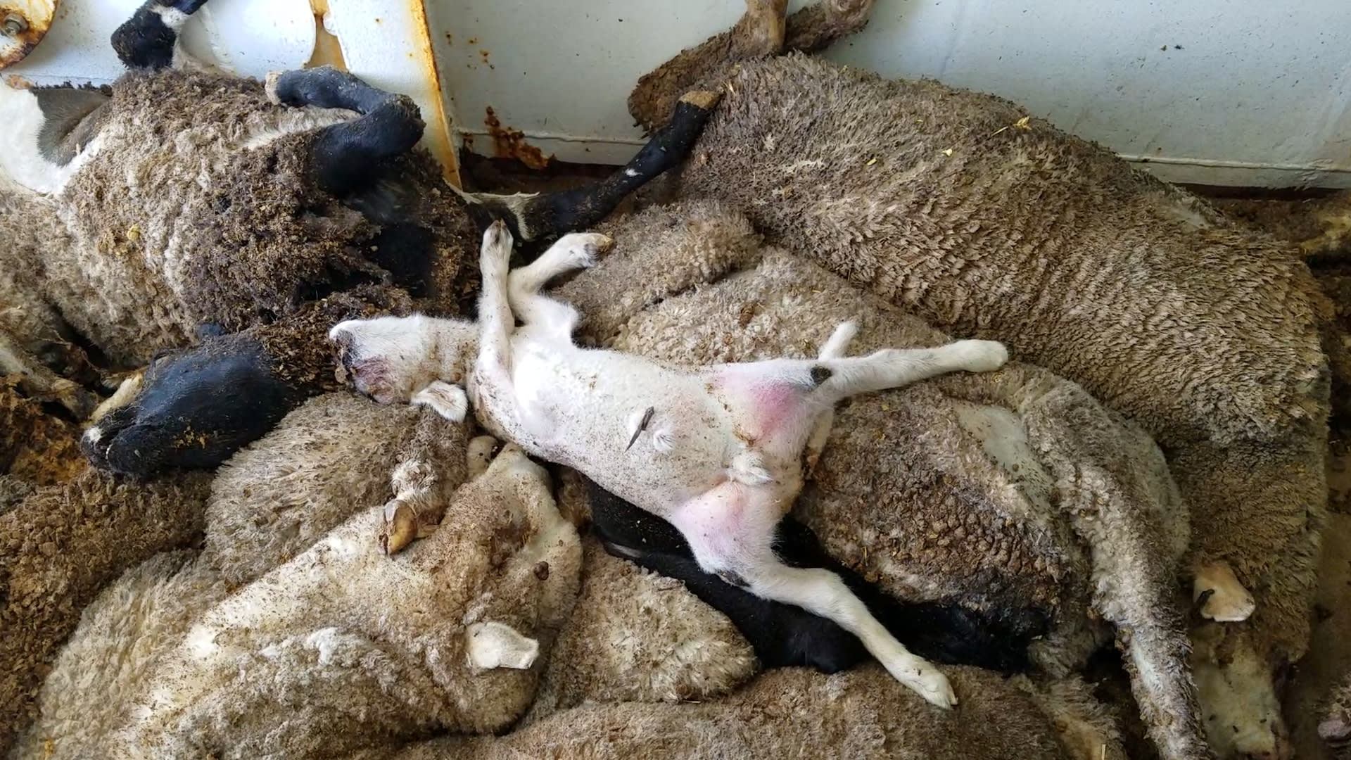 Transport ovcí z Austrálie na Střední východ.