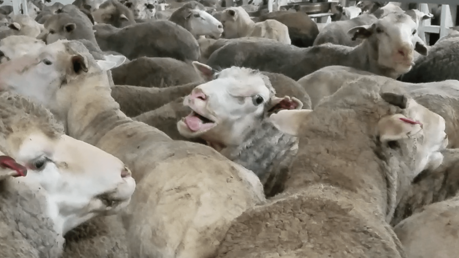 Cesta ovcí z Austrálie na Střední východ. V některých případech nepřežily samotný transport tisíce zvířat