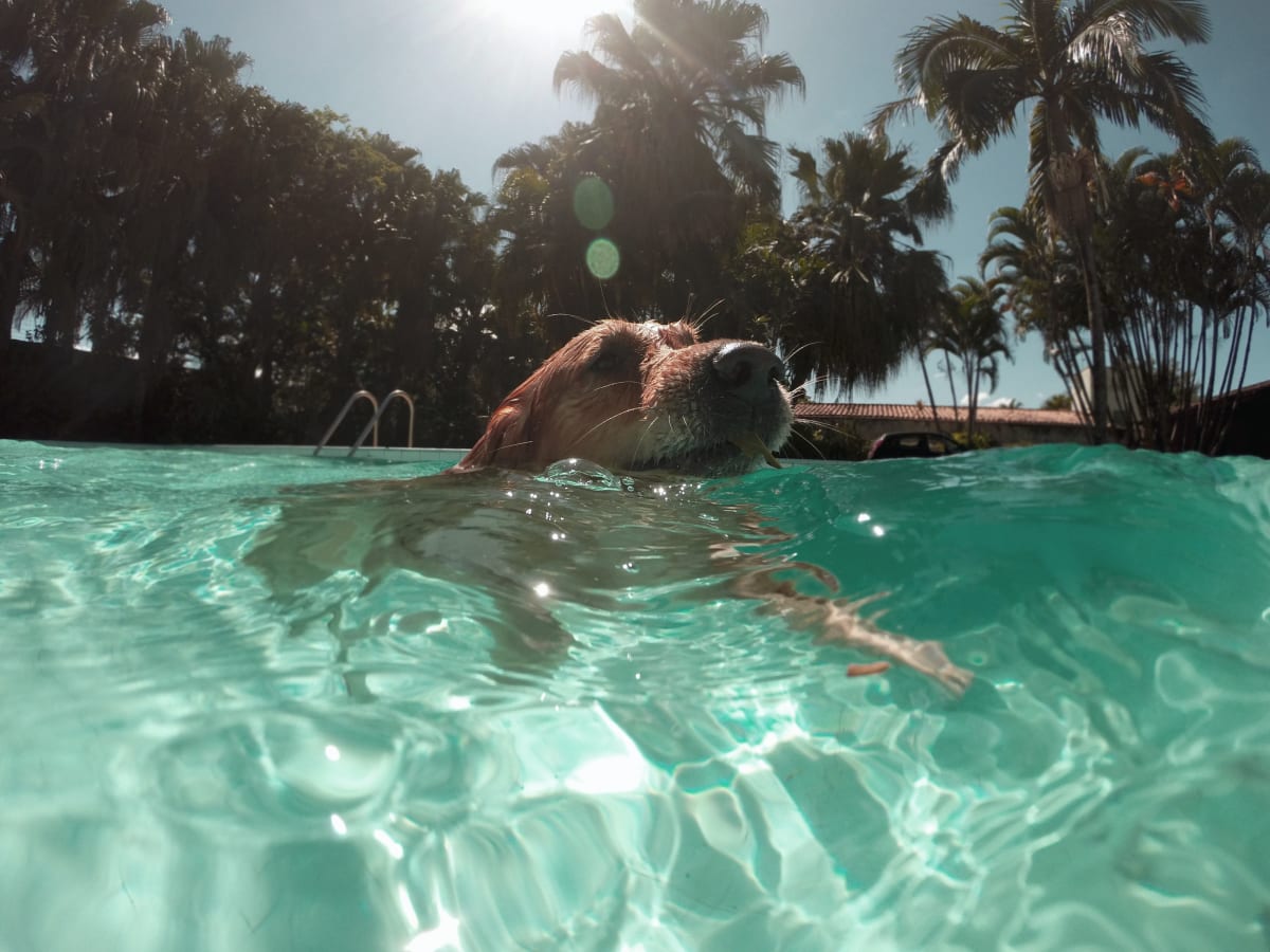 Psi vodu milují Ale i v ní se mohou přehřát. Zdroj: Unsplash.com