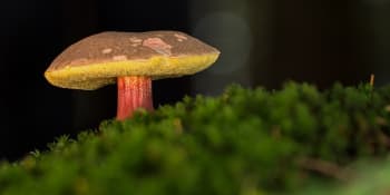 Rostou! V českých lesích nastalo pro houby ideální počasí, tvrdí mykolog