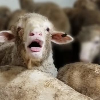 Až padesát tisíc ovcí bude navzdory zákazu převezeno na Blízký východ
