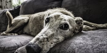 Nadační fond Psí naděje: „Lidé se adopce psího seniora bojí, chceme jim pomoci"