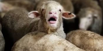 Australský exportér vyveze tisíce ovcí na Blízký východ – navzdory zákazu 