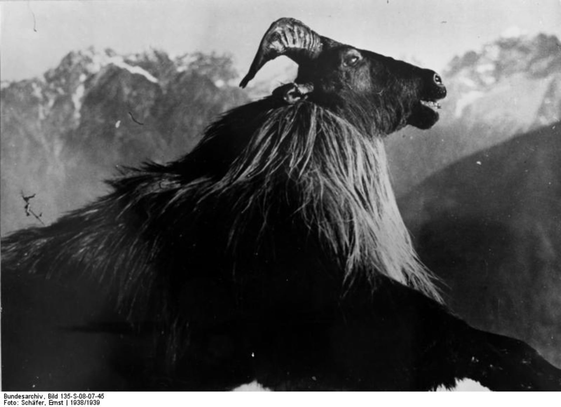 Snímky z Tibetské expedice Ernsta Schäfera – vycpanina uloveného zvířete