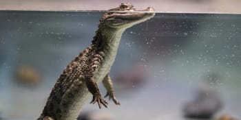 Vědecké objevy v obrazech: Odkdy používáme luk a krokodýli, kteří chodili po dvou