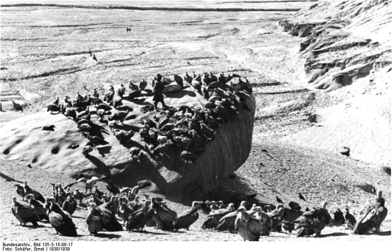 Snímky z Tibetské expedice Ernsta Schäfera – supi na místě smrti