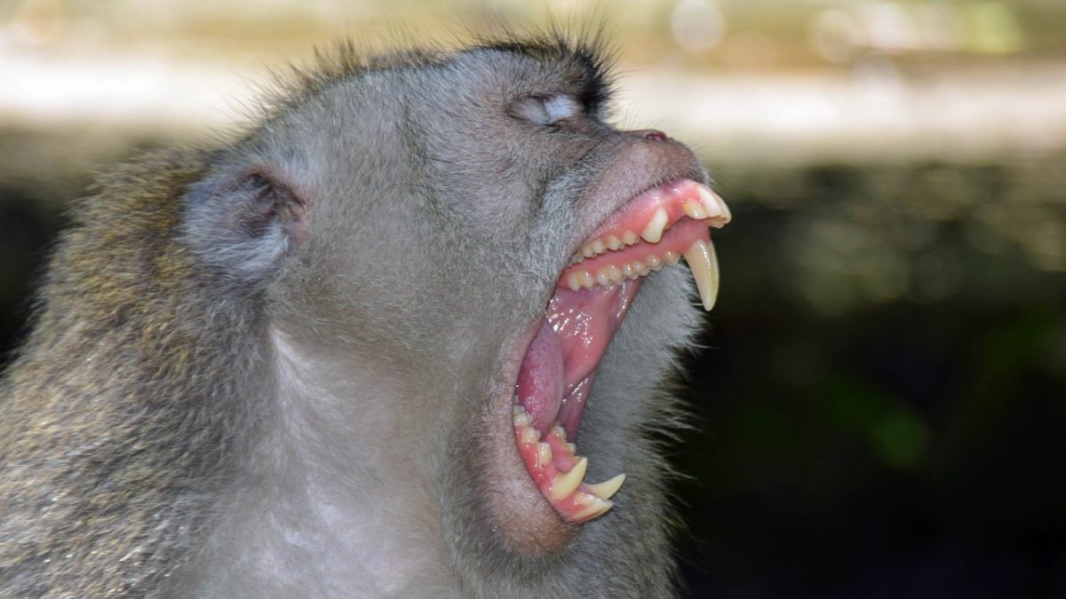 Opice v portugalské zoo napadla malého chlapce. Ukousla mu prst. (Ilustrační foto)