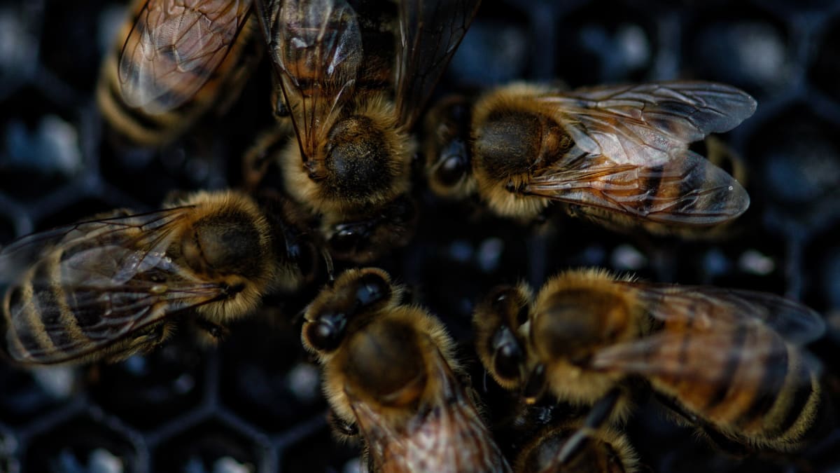 Miliony mrtvých včel se zřejmě staly obětí pesticidů.