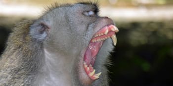 Opice v zoo ukousla chlapci prst. Zvířata jsou po lockdownu agresivnější, tvrdí experti