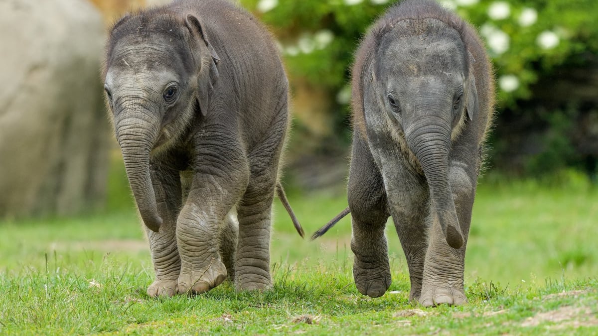 Narození dvou samiček slona indického je označováno za „pražský zázrak“.