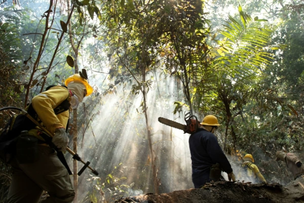 Amazonský deštný prales je pro planetu životně důležitý. 