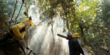 Kde se nejvíc kácejí stromy? Odlesňování podporuje vznik pandemií, varují odborníci