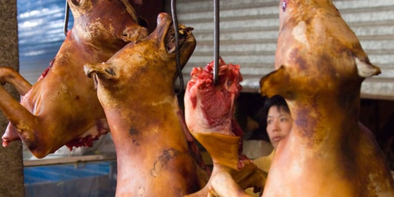 Vaření psi na tržišti ve městě Jang-šuo v jižní Číně