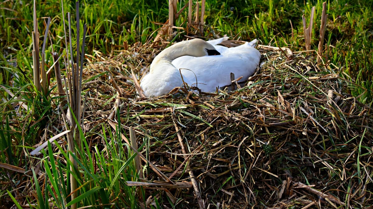 Labutě tvoří páry na celý život. Není divu, že ochránci mluví o tom, že labuť zemřela na zlomené srdce...