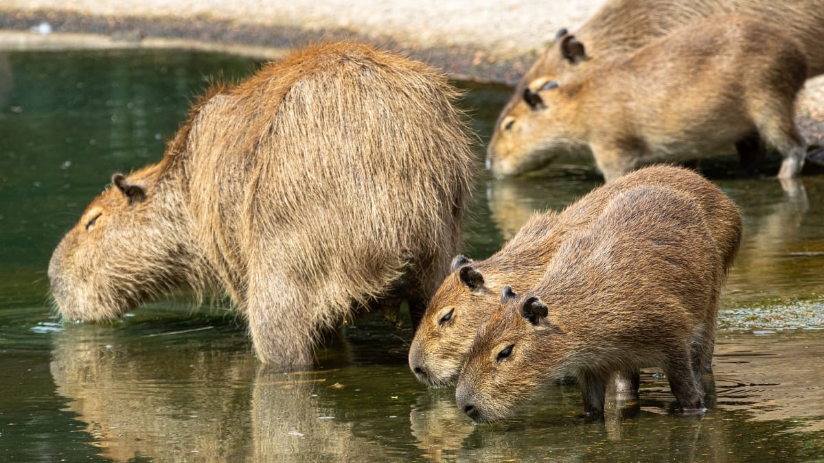 Ve vodě tráví kapybary velkou část svého života, dokonce se tu i rozmnožují.