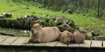 Když rozdíly mizí, 62. díl: Citlivá duše kapybary umí překvapit