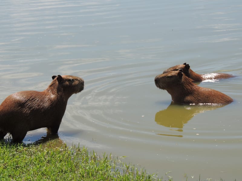 Kapybara je největší hlodavec, který dokáže překvapit svou citlivou duší