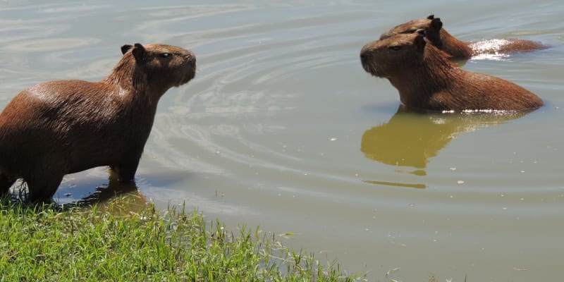 Kapybara je největší hlodavec, který dokáže překvapit svou citlivou duší