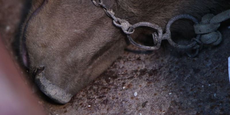 Inzeráty z albánských prodejních serverů zobrazují týrání zvířat i porušování zákonů. Zdroj: Four Paws International