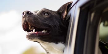 BLOG: Dovolená se psem: Jak na to, aby byla bezpečná pro všechny zúčastněné?
