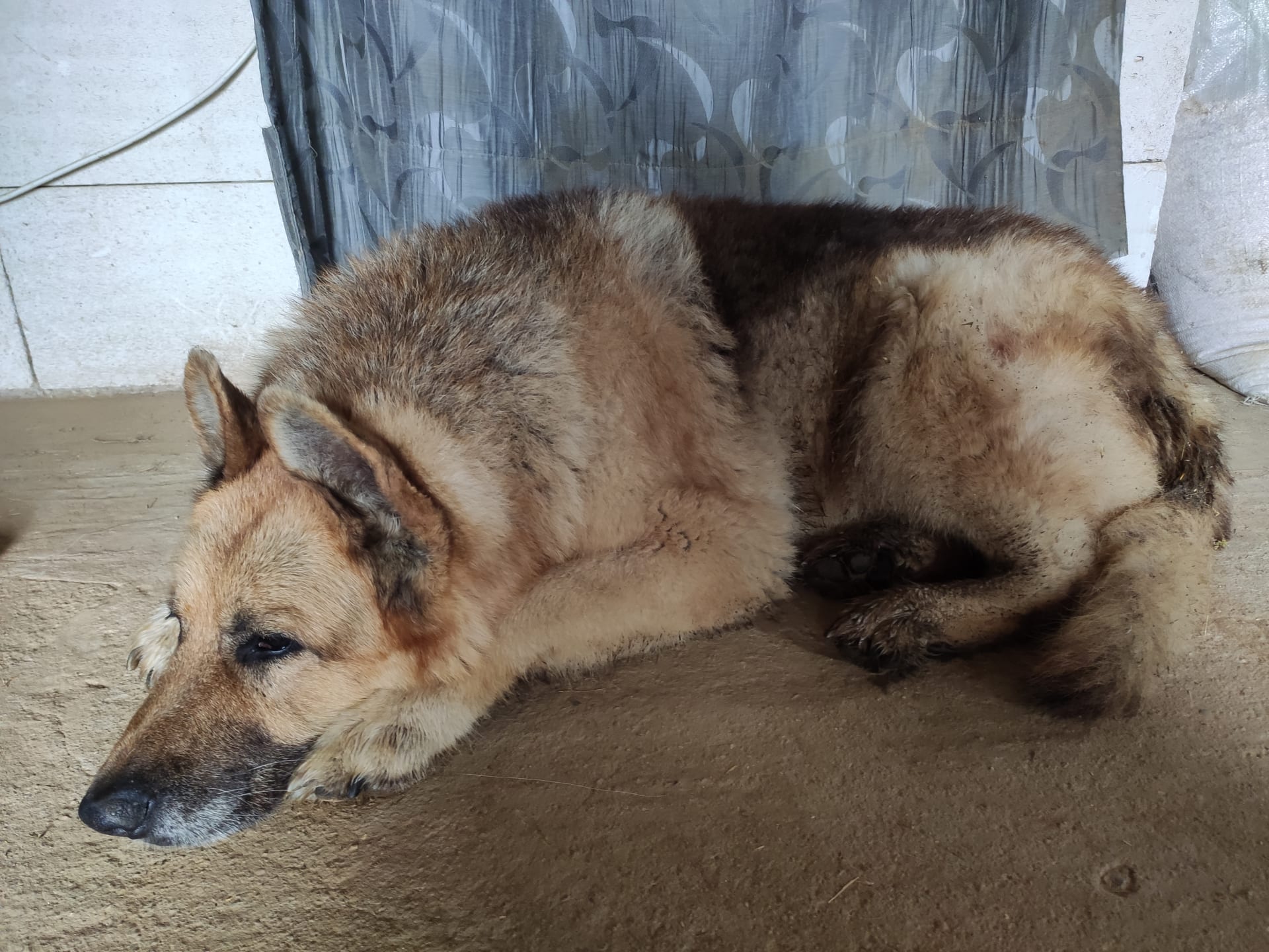 Fenka Tara je psí babička, která své majitele doprovází věrně na každém kroku - i když je téměř hluchá a slepá. 