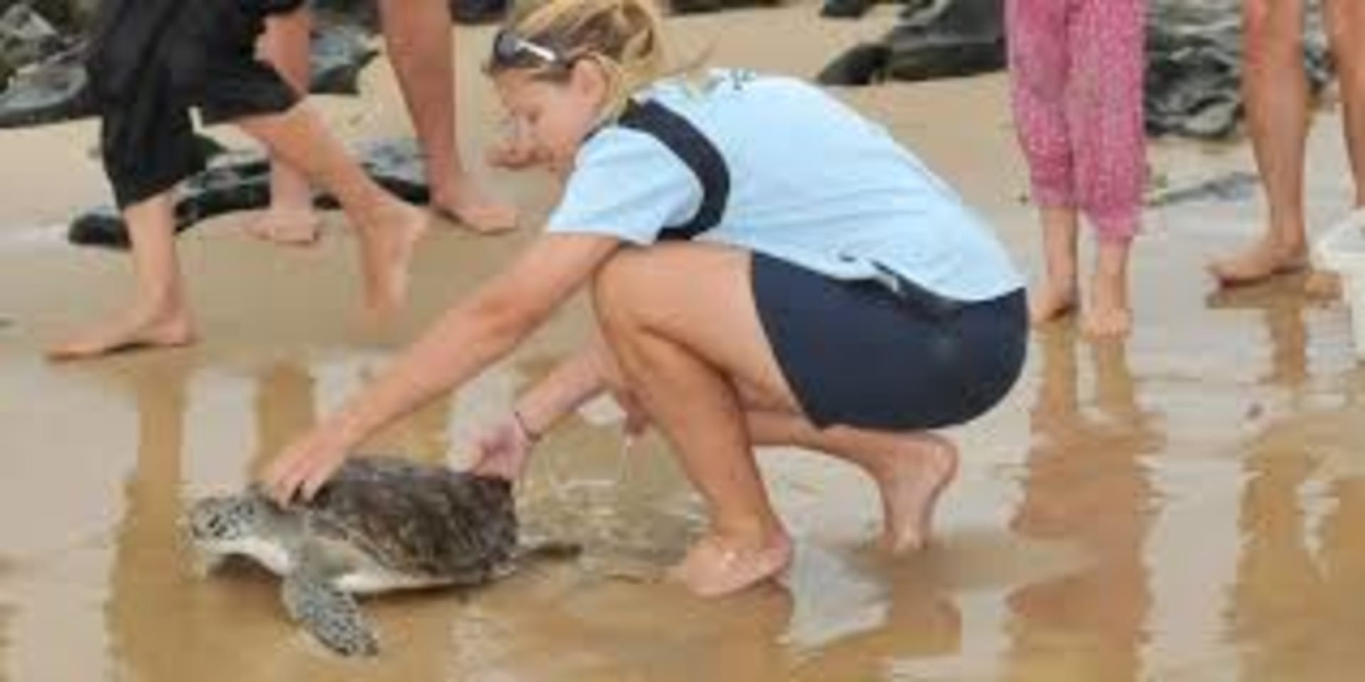 V azylu najdou útočiště i další druhy zvířat. Třeba želvy. Zdroj: Dolphine Marine Conservation Park