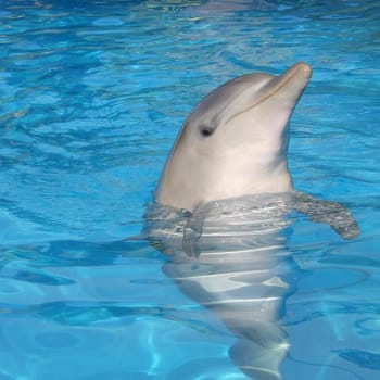 Bella je jedním ze tří delfínů, kteří se přesunou do mořského azylu. Zdroj: Dolphine Marine Conservation Park