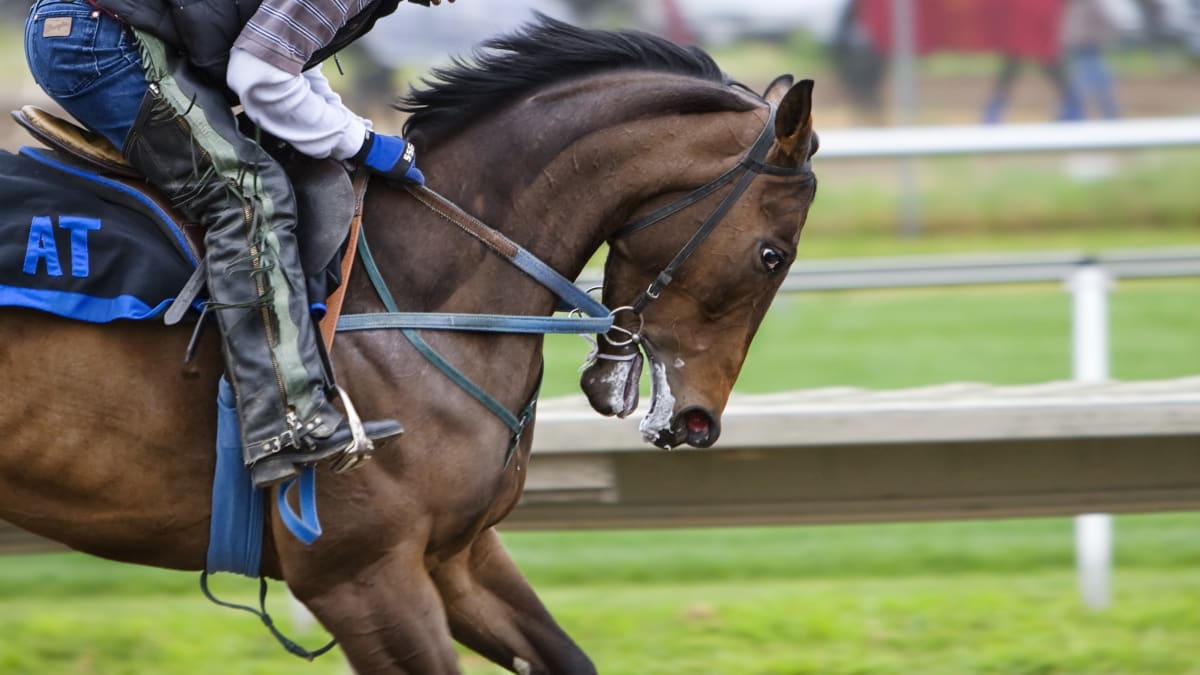 Dokáže se dostihový průmysl vyrovnat se změnou potřebnou pro bezpečnost koní?