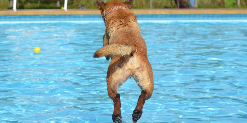Pokud máte bazén, nezapomeňte do něj pořídit schůdky, po kterých může pes vylézt ven. 