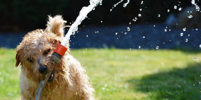Vodní hrátky mohou psa osvěžit jen do určité míry.