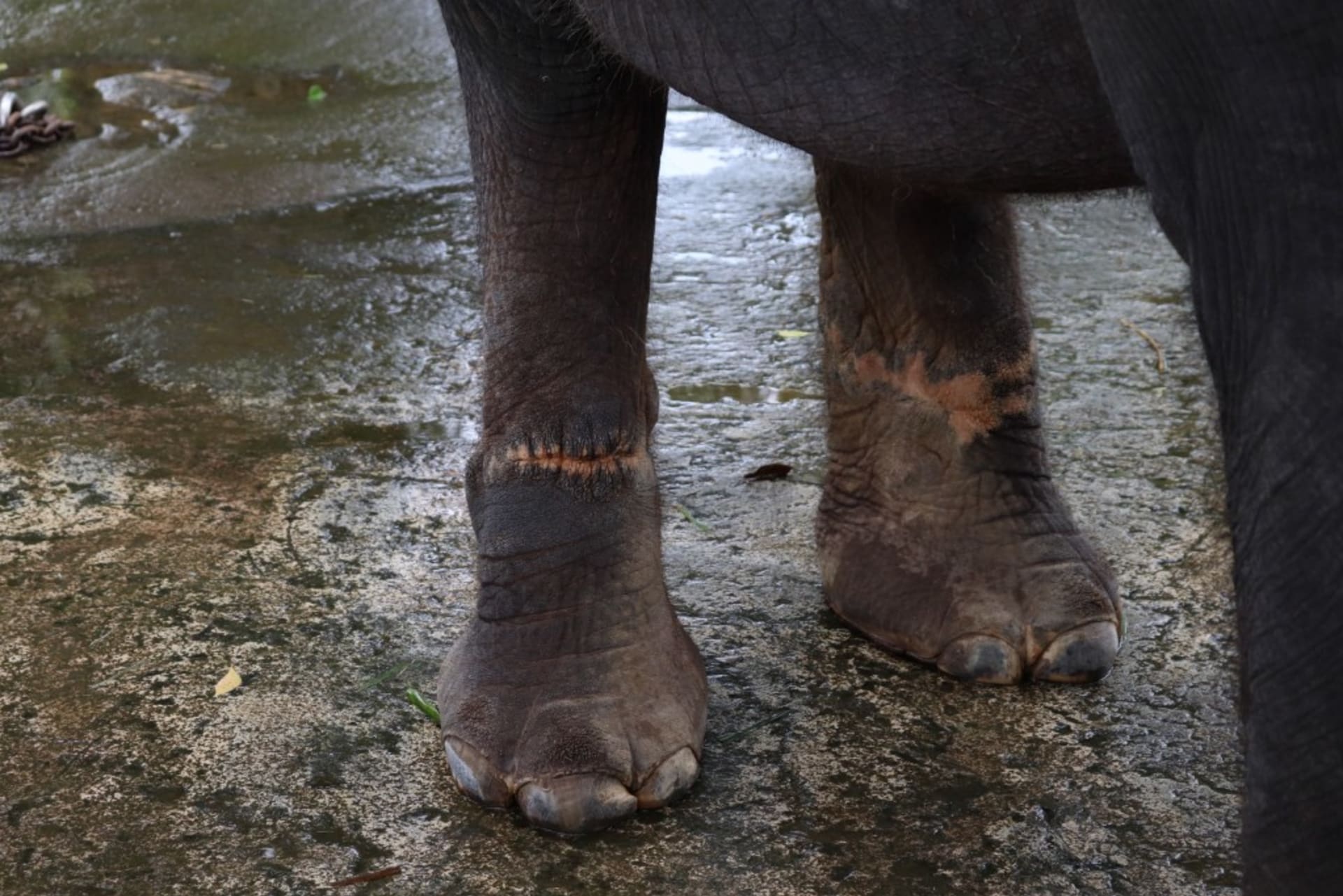 Sloni držení v parku mají po těle šrámy a jizvy. Zdroj: Lady Freethinker