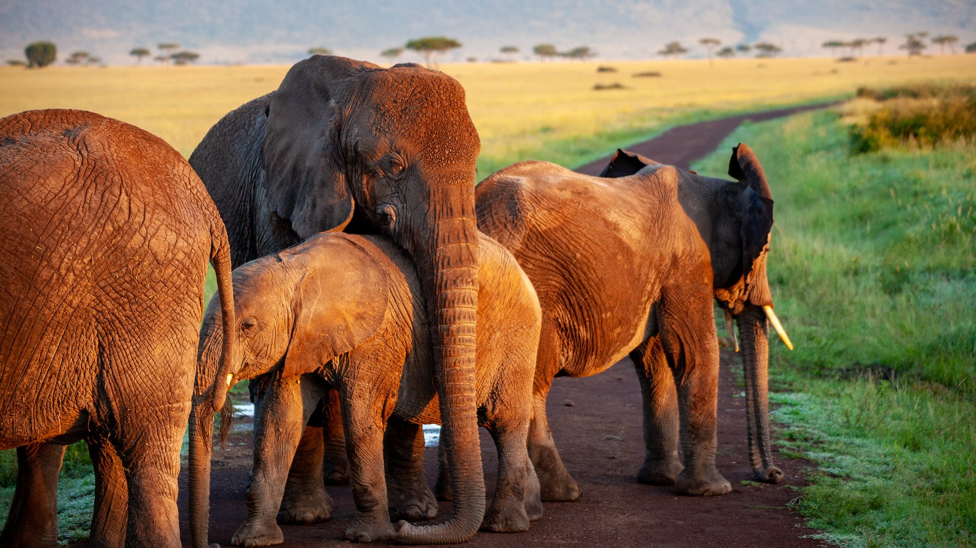Sloni jsou vysoce společenská zvířata, která utváří rodinné skupiny. 