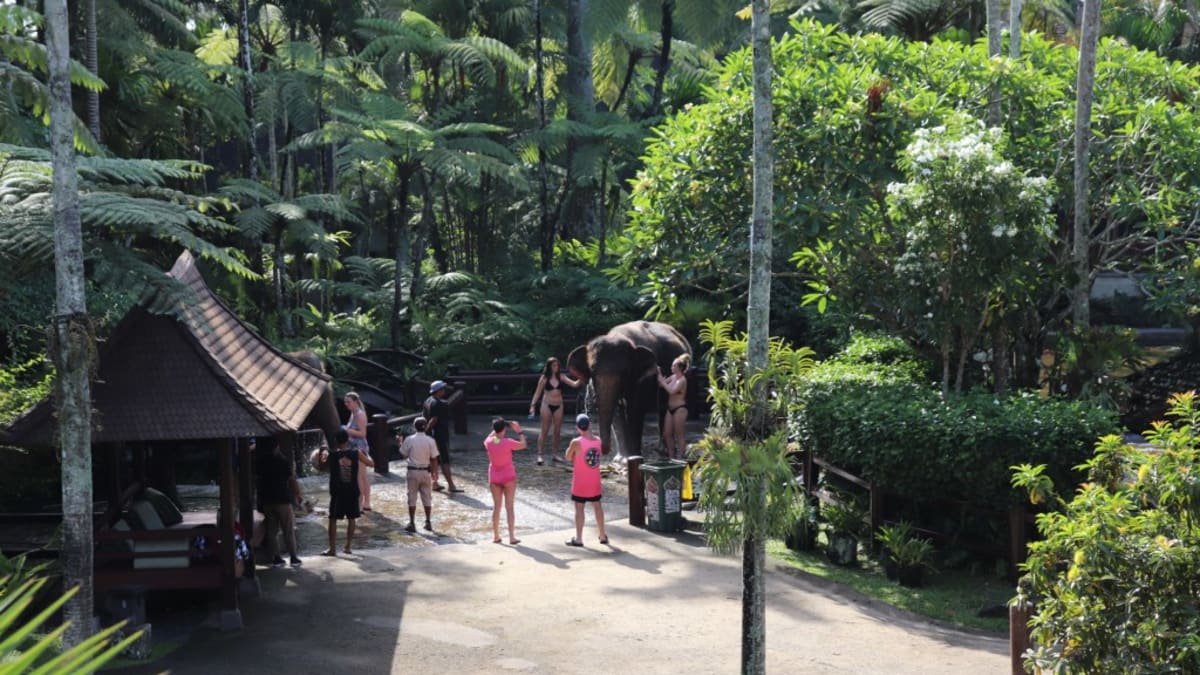 Sloni jsou nuceni snášet přítomnost a doteky turistů, i když nechtějí. Zdroj: Lady Freethinker
