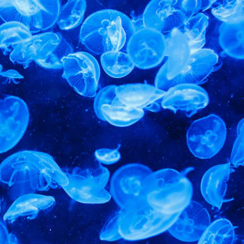 Svítivé medúzy (aequorea victoria)