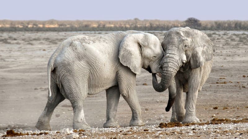 Sloni truchlí nad smrtí přítele, u jeho těla dokáží stát celé hodiny.