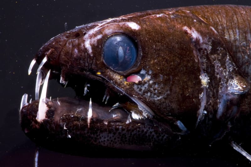 Takzvaná dračí ryba je dravý tvor z čeledi světlonošovitých. 
