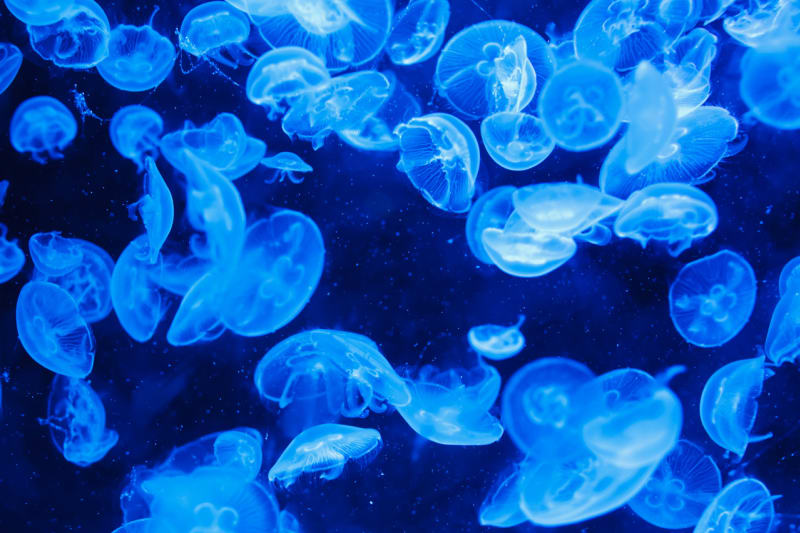 Svítivá medúza (aequorea victoria)