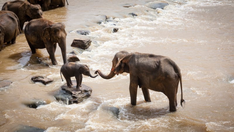Jak je to v přírodě? Sloni jsou velice citliví a inteligentní. 