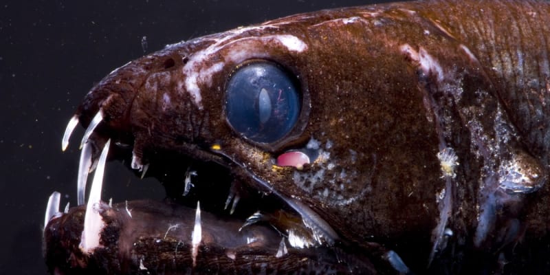 Takzvaná dračí ryba je dravý tvor z čeledi světlonošovitých. 