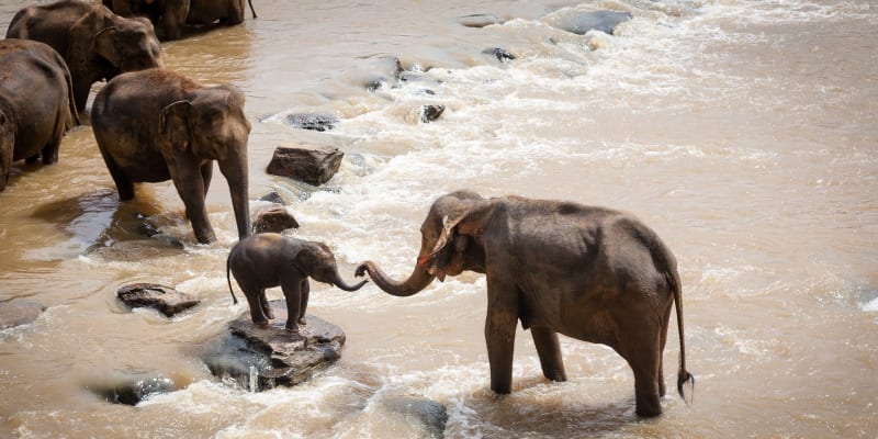 Jak je to v přírodě? Sloni jsou velice citliví a inteligentní. 