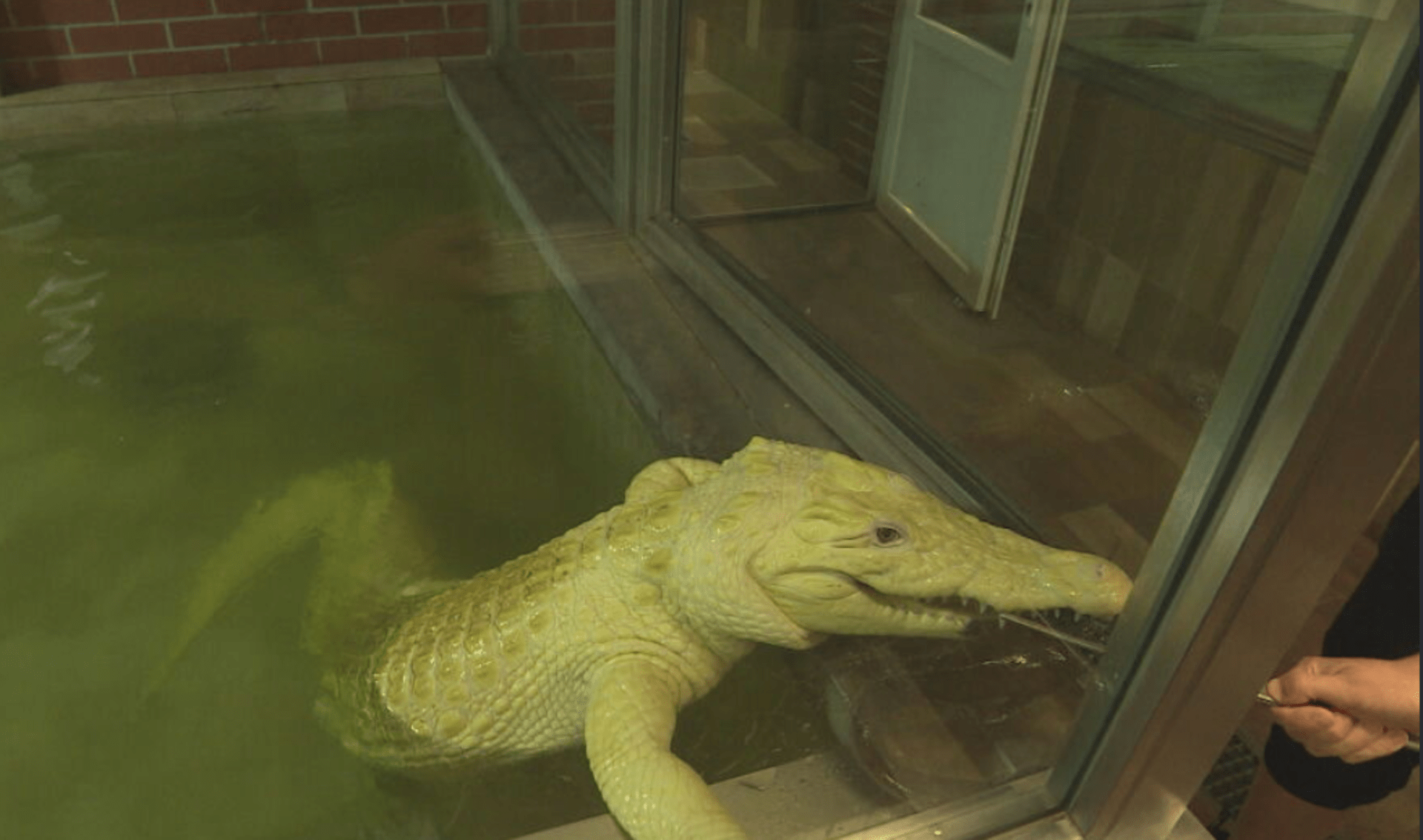 V současné době můžete v ZOO vidět světovou výstavu bílých krokodýlů.