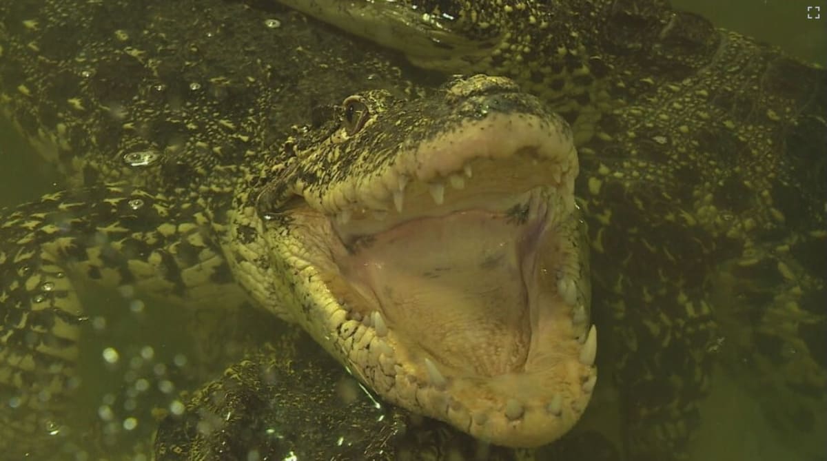 Krokodýlí ZOO v Protivíně.