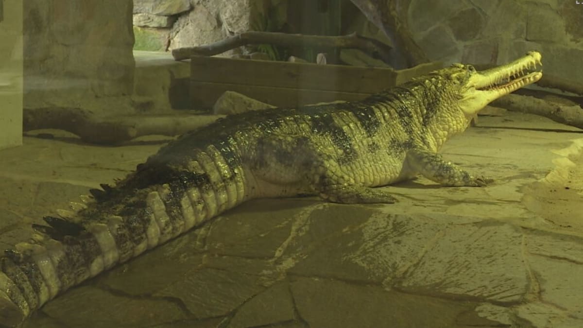 Největším mazlíčkem ZOO je krokodýl se jménem Golemem, který váží 650 kilo.